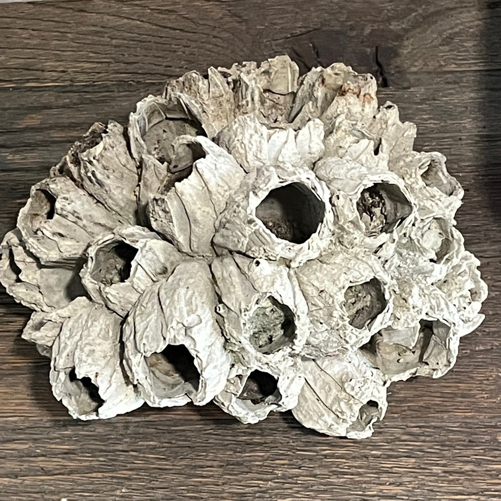 Natural Fossil Barnacle Cluster Pilocene Age Tamiami Formation in Florida RARE